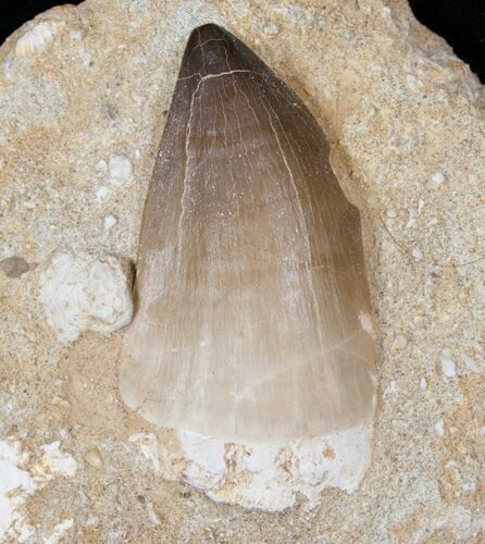 Mosasaur Tooth In Rock - XL Size #13131